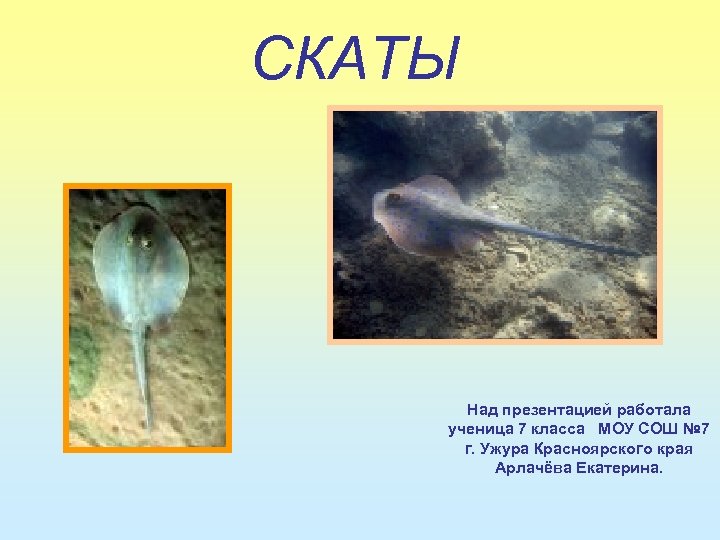 СКАТЫ Над презентацией работала ученица 7 класса МОУ СОШ № 7 г. Ужура Красноярского