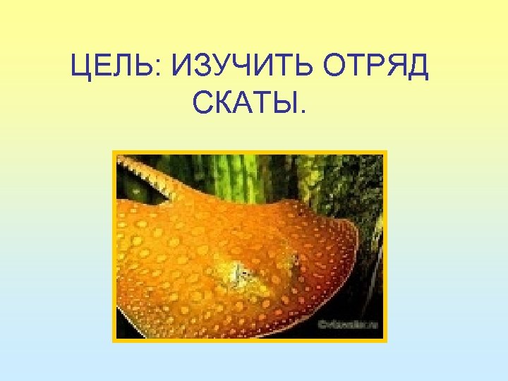 ЦЕЛЬ: ИЗУЧИТЬ ОТРЯД СКАТЫ. 