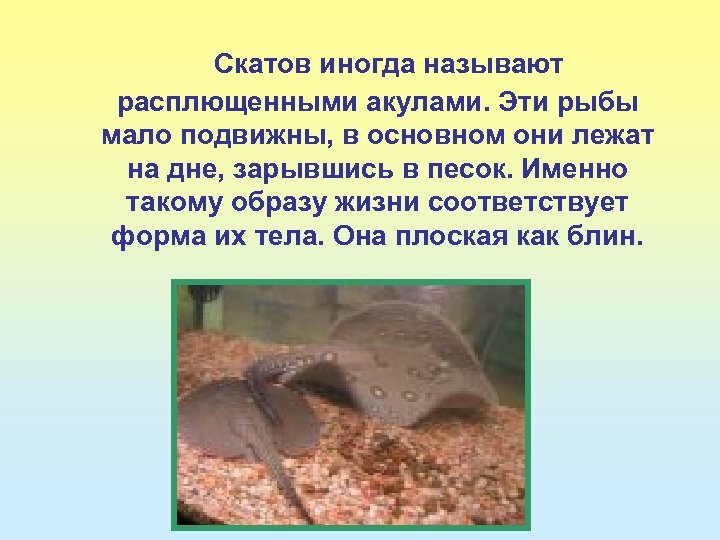 Скатов иногда называют расплющенными акулами. Эти рыбы мало подвижны, в основном они лежат на
