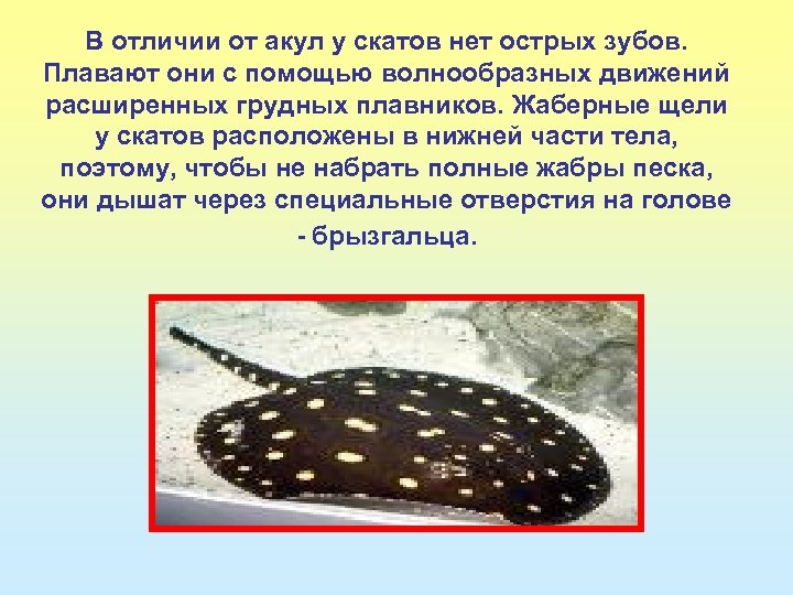 В отличии от акул у скатов нет острых зубов. Плавают они с помощью волнообразных
