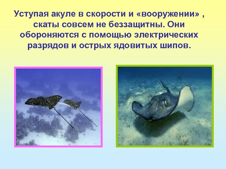 Уступая акуле в скорости и «вооружении» , скаты совсем не беззащитны. Они обороняются с