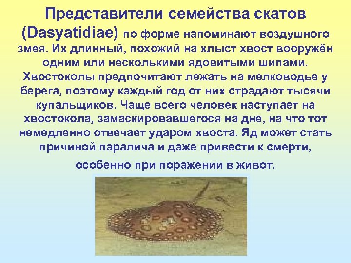 Представители семейства скатов (Dasyatidiae) по форме напоминают воздушного змея. Их длинный, похожий на хлыст