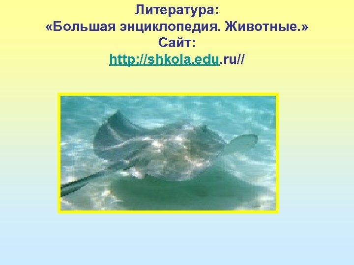 Литература: «Большая энциклопедия. Животные. » Сайт: http: //shkola. edu. ru// 