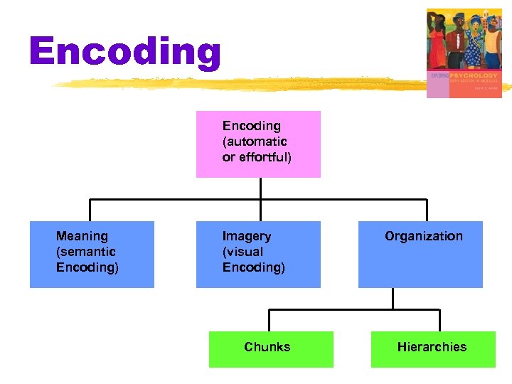 Encoding (automatic or effortful) Meaning (semantic Encoding) Imagery (visual Encoding) Chunks Organization Hierarchies 