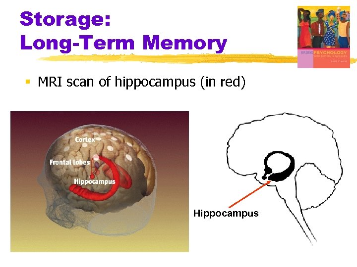 Storage: Long-Term Memory § MRI scan of hippocampus (in red) Hippocampus 