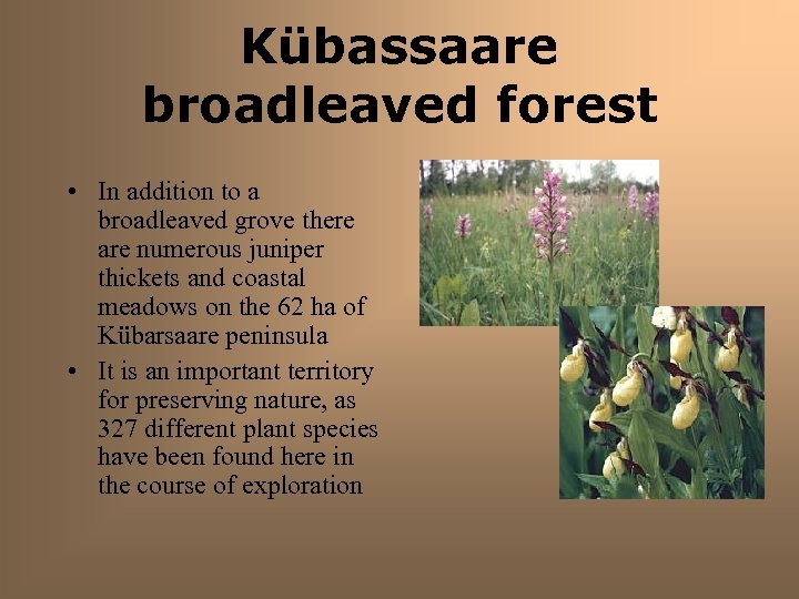 Kübassaare broadleaved forest • In addition to a broadleaved grove there are numerous juniper