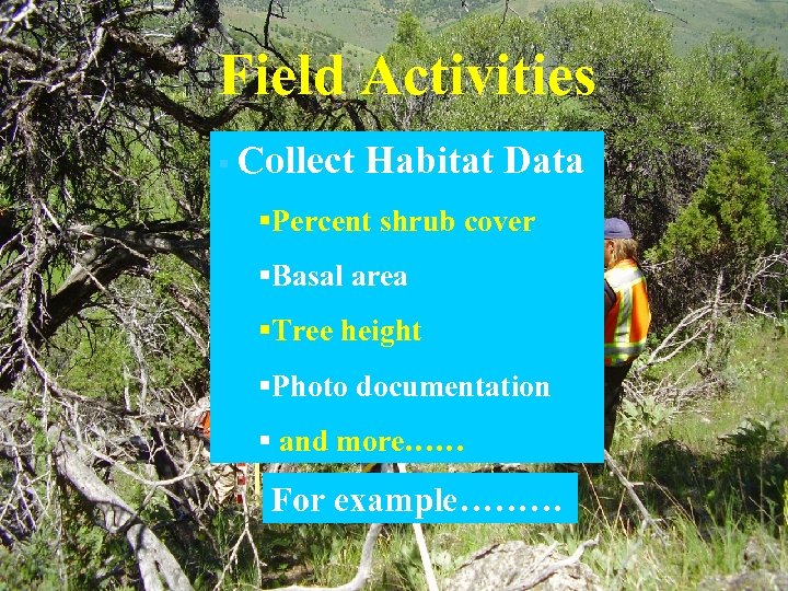 Field Activities § Collect Habitat Data §Percent shrub cover §Basal area §Tree height §Photo