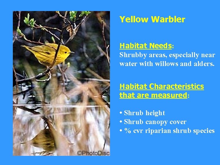 Yellow Warbler Habitat Needs: Shrubby areas, especially near water with willows and alders. Habitat