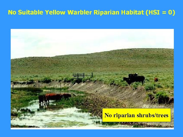 No Suitable Yellow Warbler Riparian Habitat (HSI = 0) No riparian shrubs/trees 