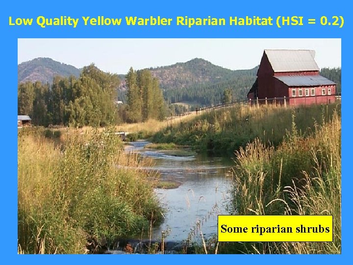 Low Quality Yellow Warbler Riparian Habitat (HSI = 0. 2) Some riparian shrubs 