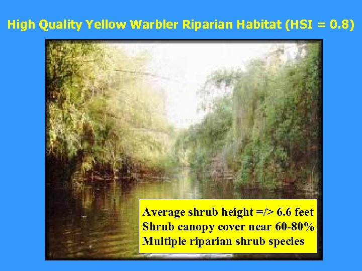 High Quality Yellow Warbler Riparian Habitat (HSI = 0. 8) Average shrub height =/>