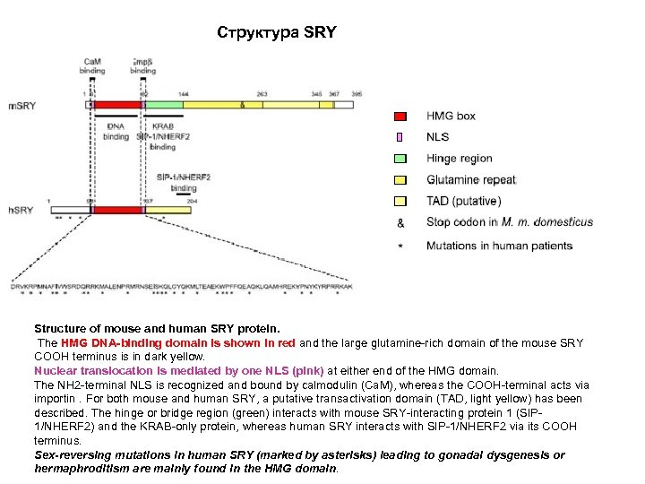 Структура SRY Structure of mouse and human SRY protein. The HMG DNA-binding domain is