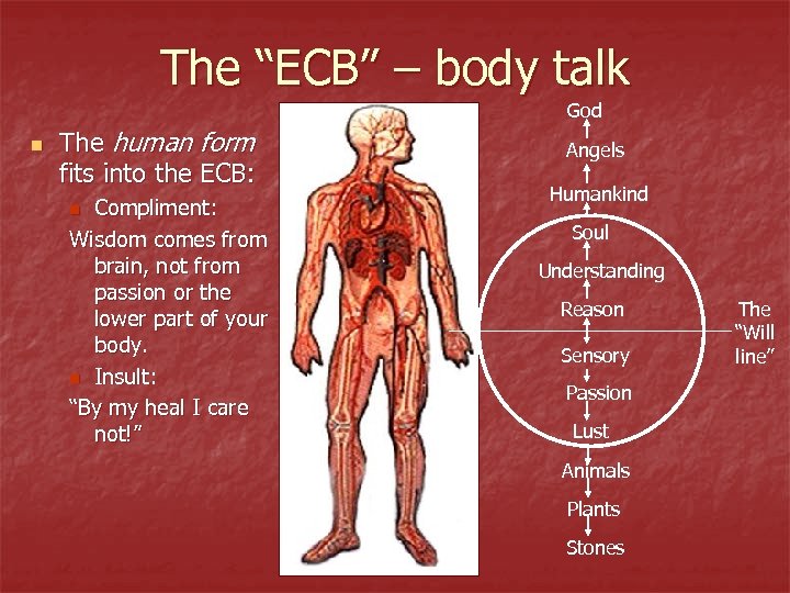 The “ECB” – body talk God n The human form fits into the ECB:
