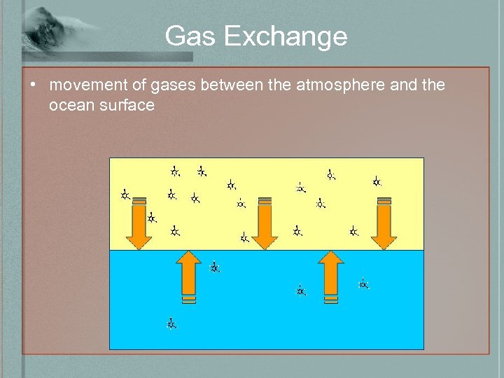 Gas Exchange • movement of gases between the atmosphere and the ocean surface 