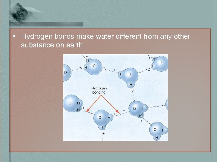  • Hydrogen bonds make water different from any other substance on earth 