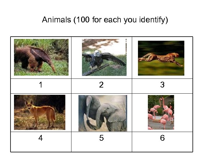 Animals (100 for each you identify) 1 2 3 4 5 6 