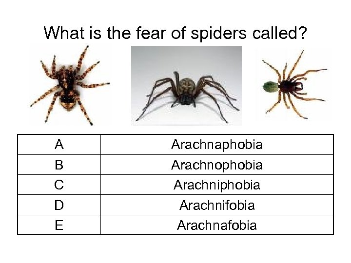 What is the fear of spiders called? A B C D E Arachnaphobia Arachnophobia