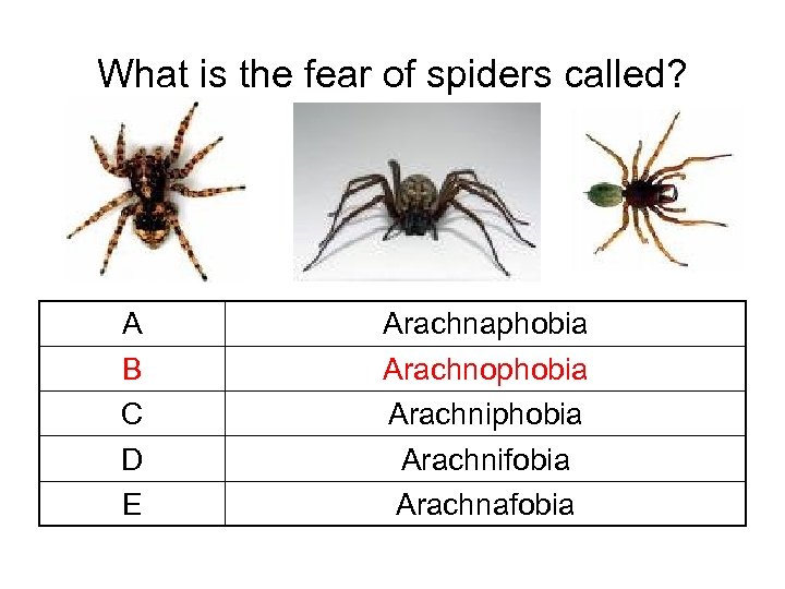 What is the fear of spiders called? A B C D E Arachnaphobia Arachnophobia