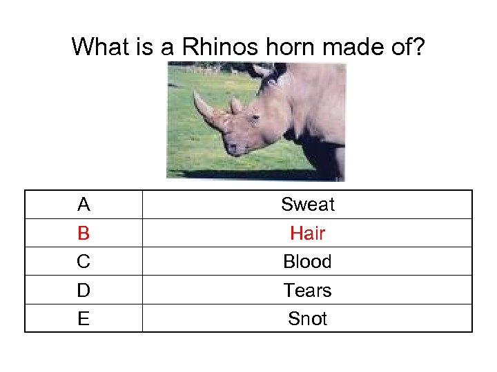 What is a Rhinos horn made of? A B C D E Sweat Hair