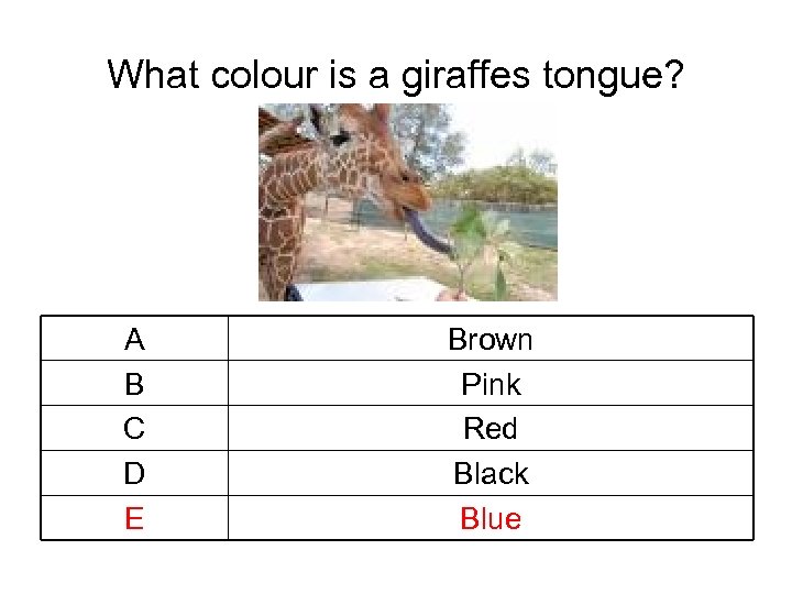 What colour is a giraffes tongue? A B C D E Brown Pink Red