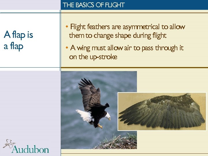 THE BASICS OF FLIGHT A flap is a flap • Flight feathers are asymmetrical