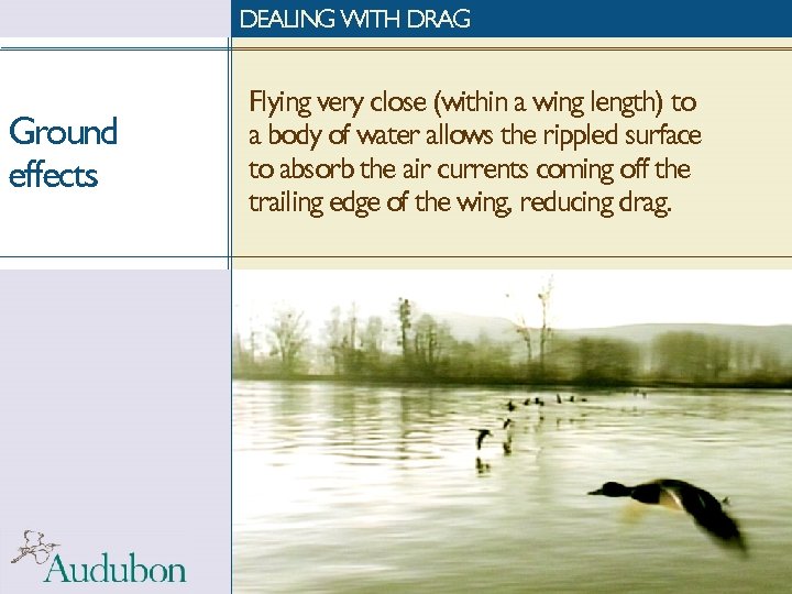 DEALING WITH DRAG Ground effects Flying very close (within a wing length) to a