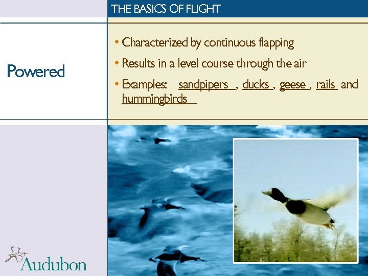 THE BASICS OF FLIGHT • Characterized by continuous flapping Powered • Results in a