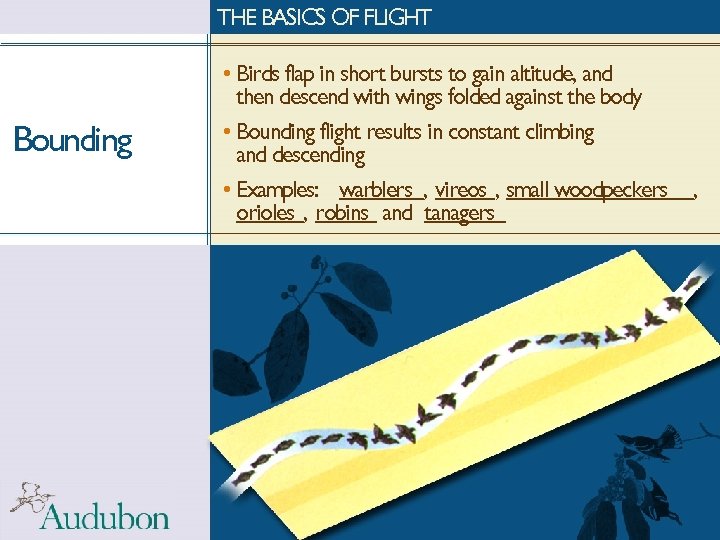 THE BASICS OF FLIGHT Bounding • Birds flap in short bursts to gain altitude,