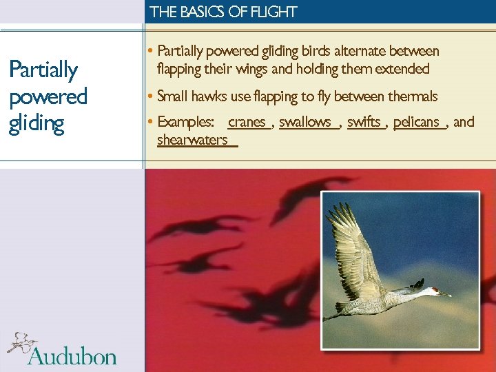 THE BASICS OF FLIGHT Partially powered gliding • Partially powered gliding birds alternate between