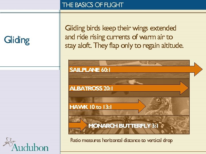 THE BASICS OF FLIGHT Gliding birds keep their wings extended and ride rising currents