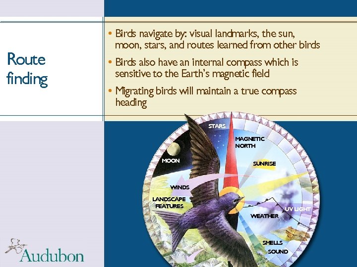 Route finding • Birds navigate by: visual landmarks, the sun, moon, stars, and routes