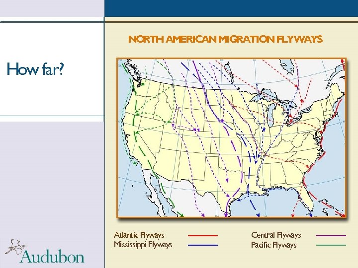 NORTH AMERICAN MIGRATION FLYWAYS How far? Atlantic Flyways Mississippi Flyways Central Flyways Pacific Flyways