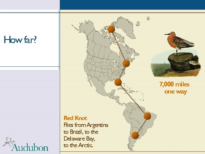 How far? 7, 000 miles one way Red Knot Flies from Argentina to Brazil,