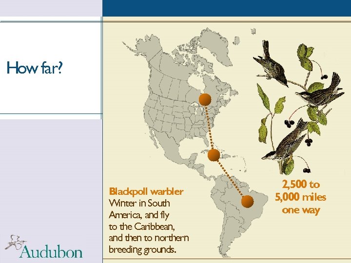 How far? Blackpoll warbler Winter in South America, and fly to the Caribbean, and