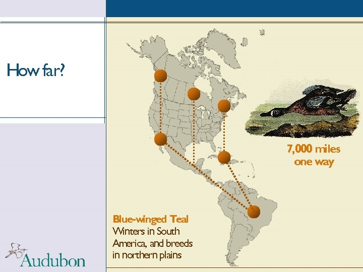How far? 7, 000 miles one way Blue-winged Teal Winters in South America, and