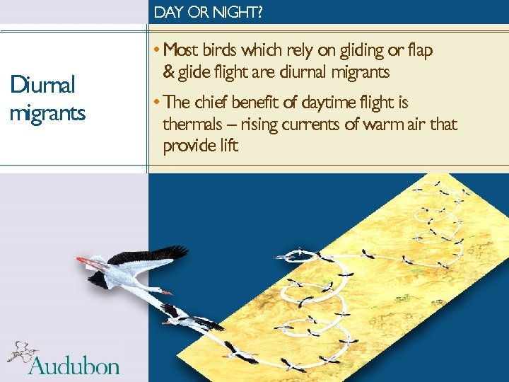 DAY OR NIGHT? Diurnal migrants • Most birds which rely on gliding or flap