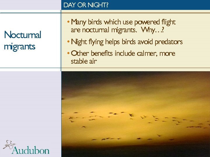 DAY OR NIGHT? Nocturnal migrants • Many birds which use powered flight are nocturnal