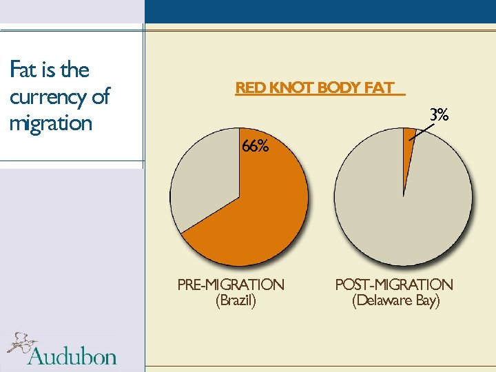 Fat is the currency of migration RED KNOT BODY FAT 3% 66% PRE-MIGRATION (Brazil)