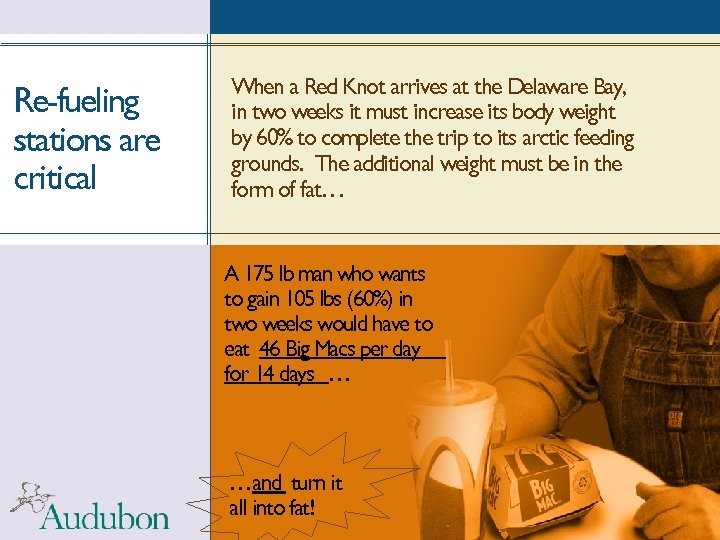 Re-fueling stations are critical When a Red Knot arrives at the Delaware Bay, in