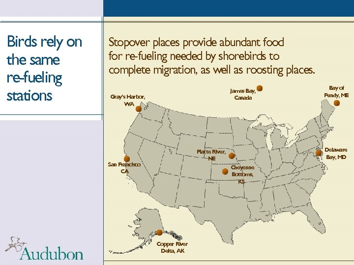 Birds rely on the same re-fueling stations Stopover places provide abundant food for re-fueling