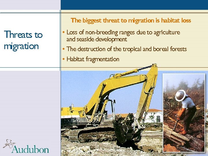 The biggest threat to migration is habitat loss Threats to migration • Loss of