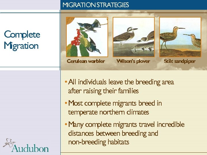 MIGRATION STRATEGIES Complete Migration Cerulean warbler Wilson’s plover Stilt sandpiper • All individuals leave