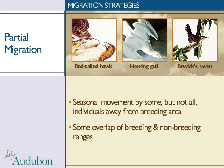 MIGRATION STRATEGIES Partial Migration Red-tailed hawk Herring gull Bewick’s wren • Seasonal movement by