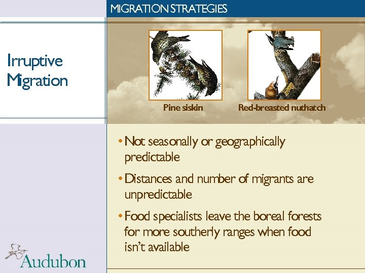 MIGRATION STRATEGIES Irruptive Migration Pine siskin Red-breasted nuthatch • Not seasonally or geographically predictable