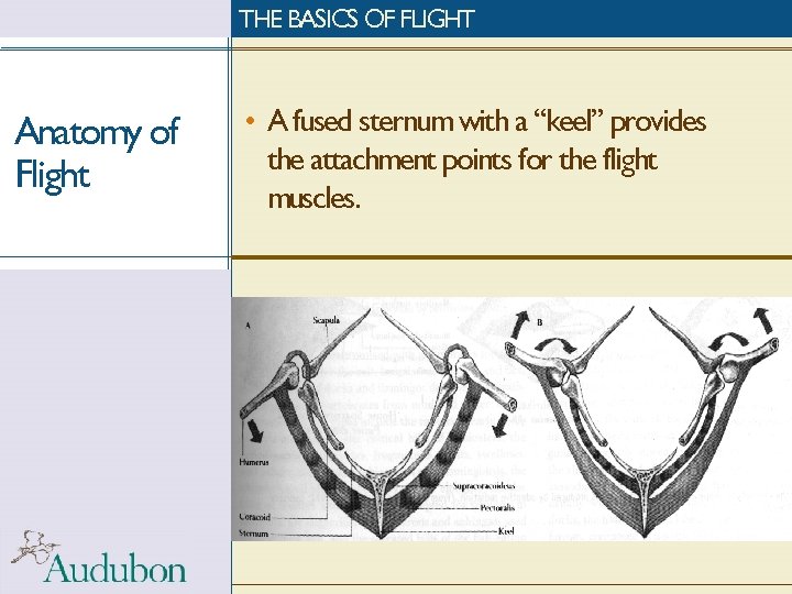 THE BASICS OF FLIGHT Anatomy of Flight • A fused sternum with a “keel”