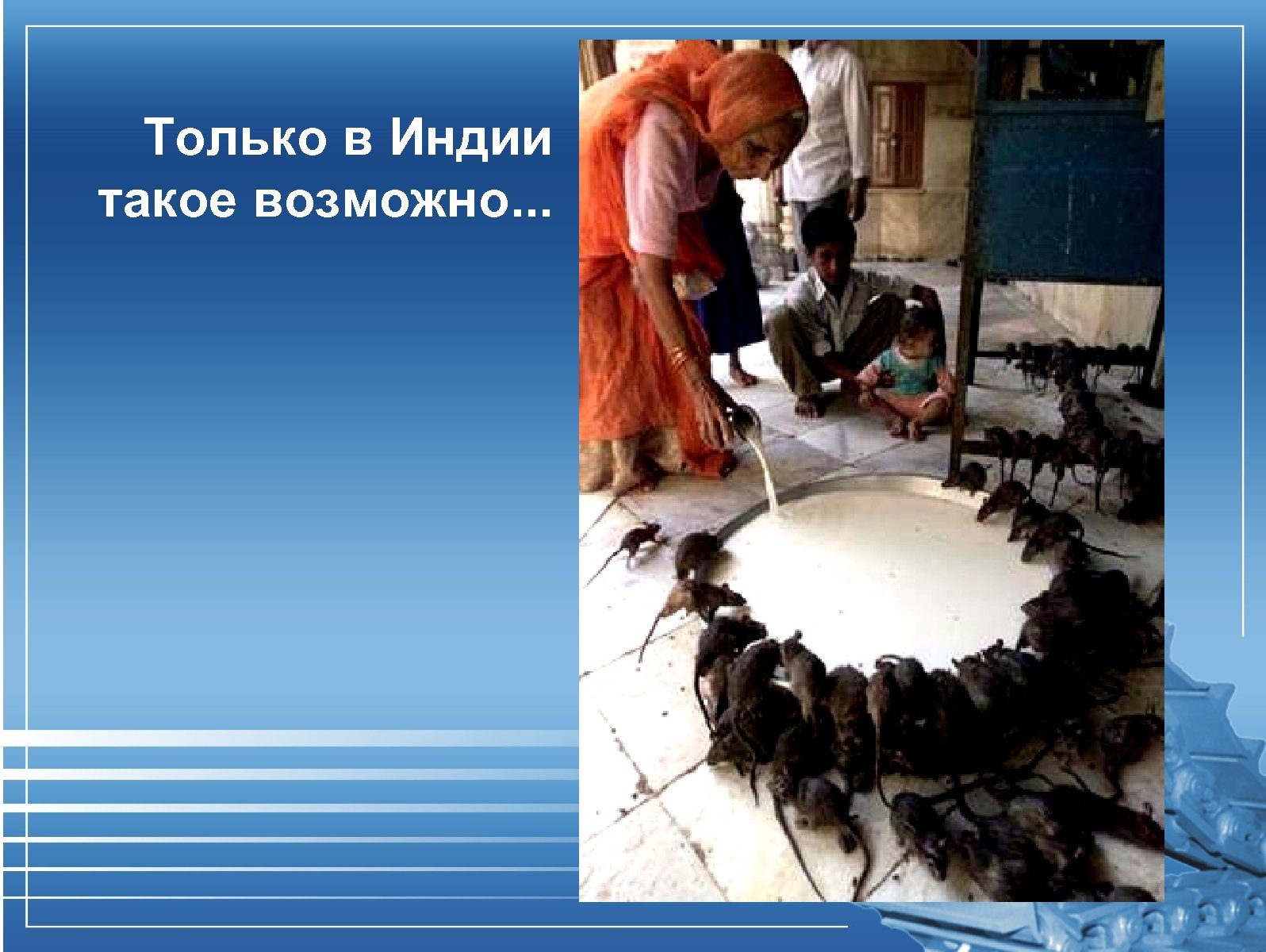 Только в Индии такое возможно. . . 