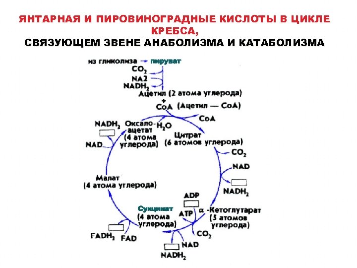 Цикл кребса в митохондриях. Цикл Кребса схема биохимия. Пировиноградная кислота в цикле Кребса. Цитрат цикл Кребса. Цикл Кребса фумаровая кислота.