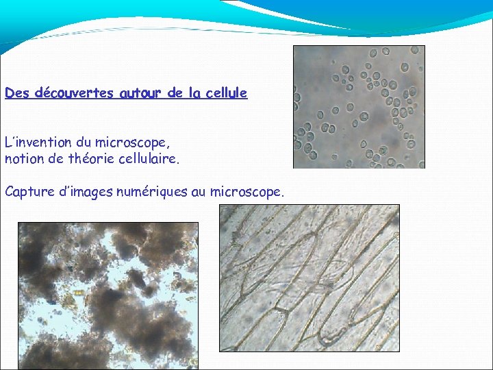Des découvertes autour de la cellule L’invention du microscope, notion de théorie cellulaire. Capture
