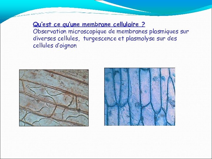 Qu’est ce qu’une membrane cellulaire ? Observation microscopique de membranes plasmiques sur diverses cellules,