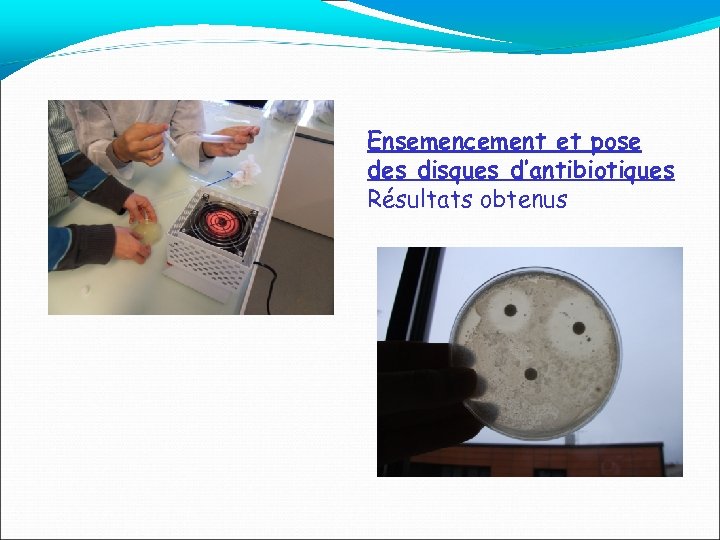 Ensemencement et pose des disques d’antibiotiques Résultats obtenus 